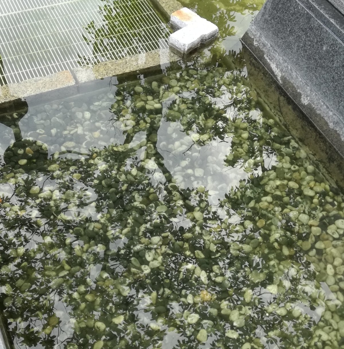 f:id:mogmogfirst:20200701230549j:plain f:id:mogmogfirst:20200701230549j:plain