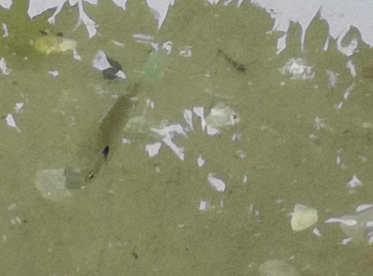 f:id:mogmogfirst:20200701230812j:plain f:id:mogmogfirst:20200701230812j:plain