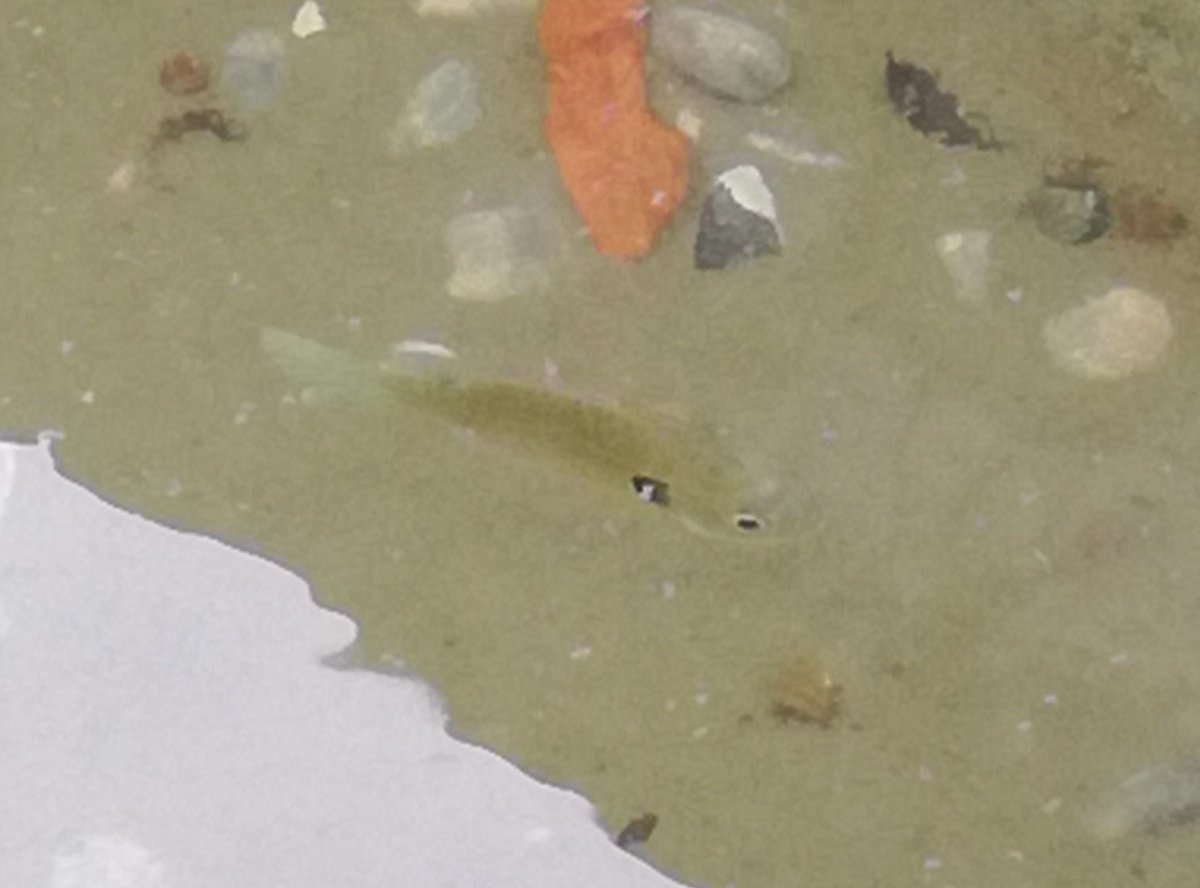 f:id:mogmogfirst:20200701231306j:plain f:id:mogmogfirst:20200701231306j:plain