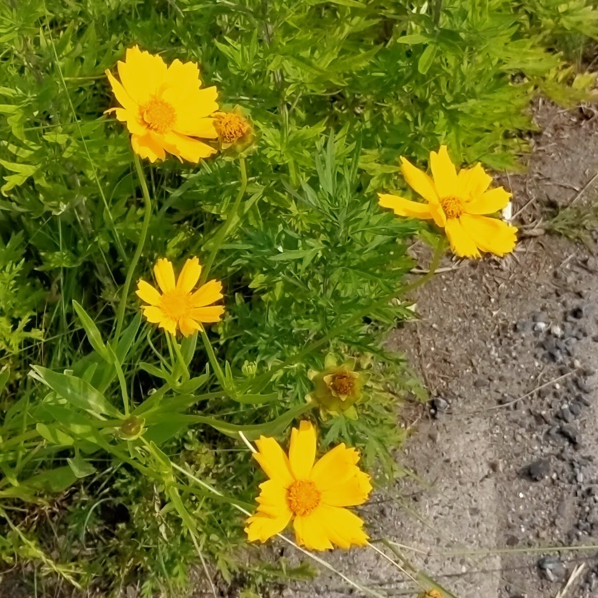 f:id:mogmogfirst:20210607213721j:plain