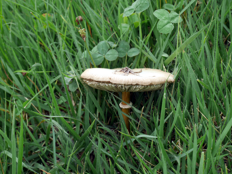 おばけきのこを発見！ - mogu-mogu-007のブログ