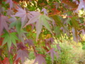 20091113151849