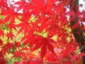 20091113152129