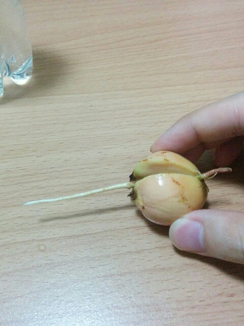 f:id:mogy:20160813191211j:plain