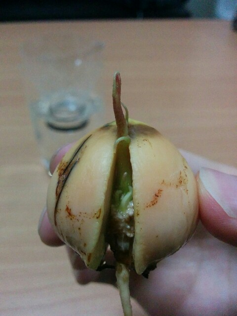 f:id:mogy:20160813191216j:plain