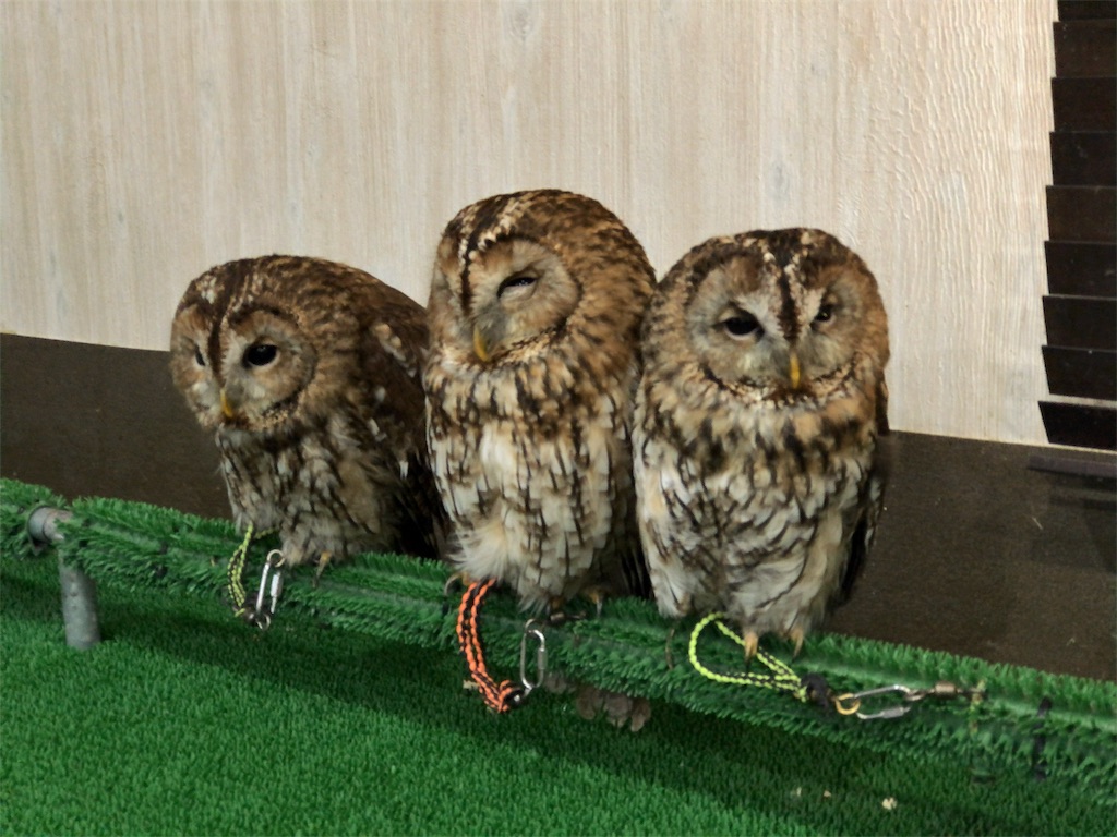 f:id:mogyy:20180301222032j:image