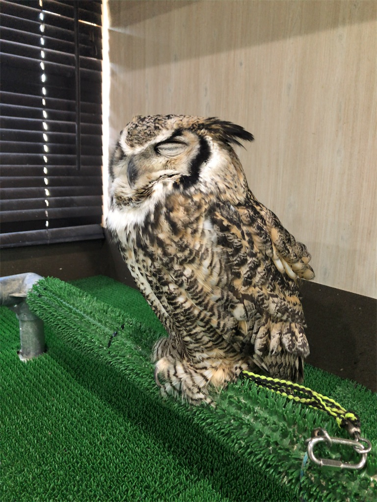 f:id:mogyy:20180301222057j:image