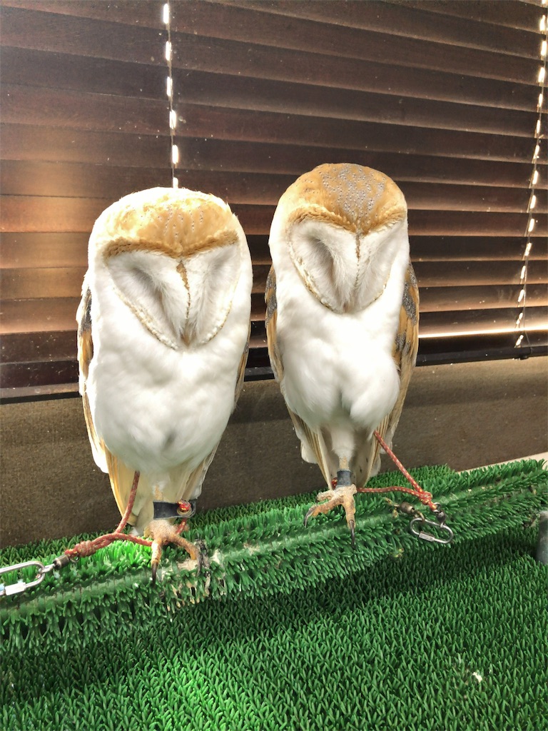 f:id:mogyy:20180301222151j:image