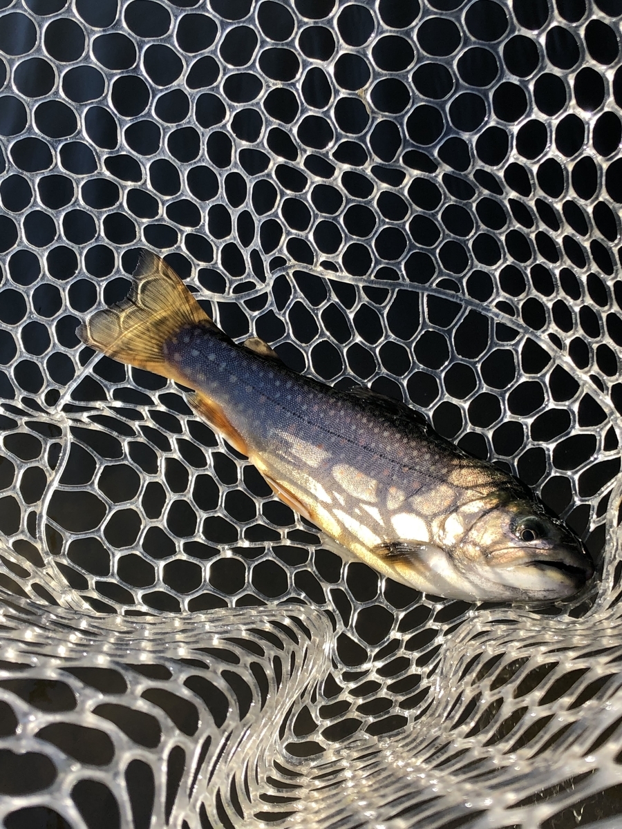 f:id:mogyy:20211124093446j:plain