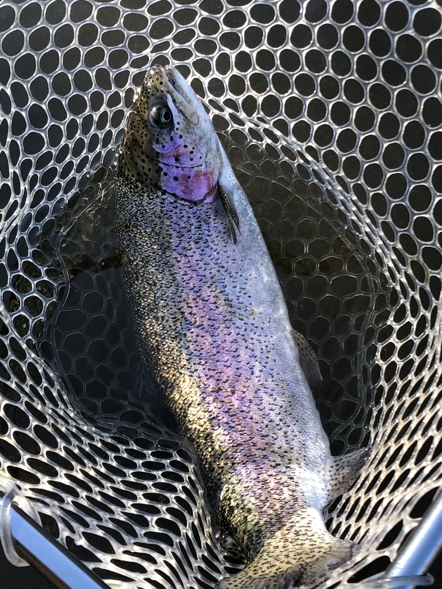 f:id:mogyy:20211124093802j:plain