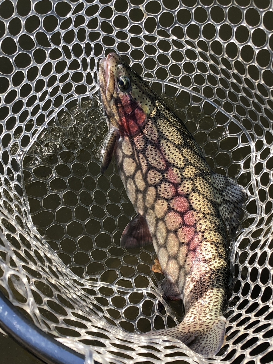 f:id:mogyy:20211124111658j:plain