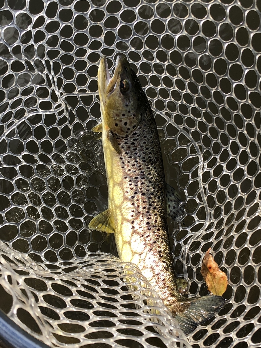 f:id:mogyy:20211124114628j:plain