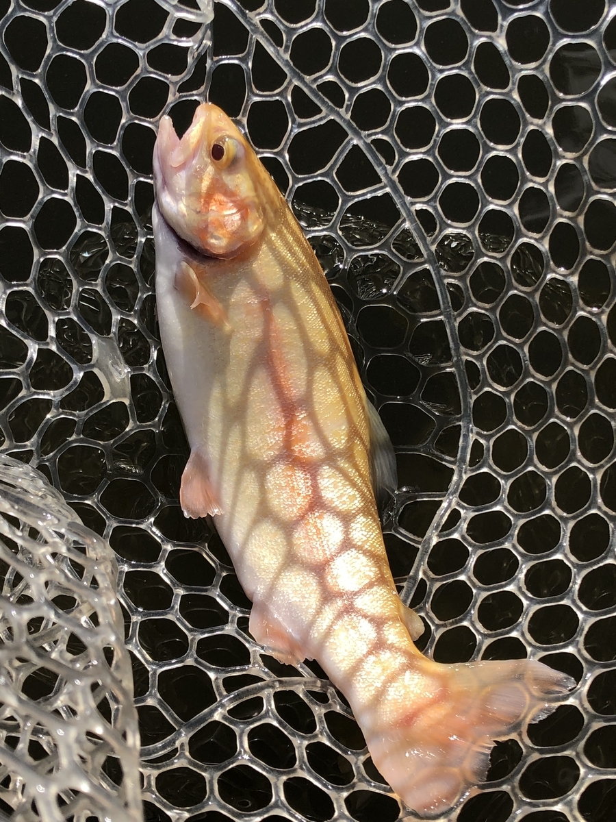 f:id:mogyy:20211124115338j:plain