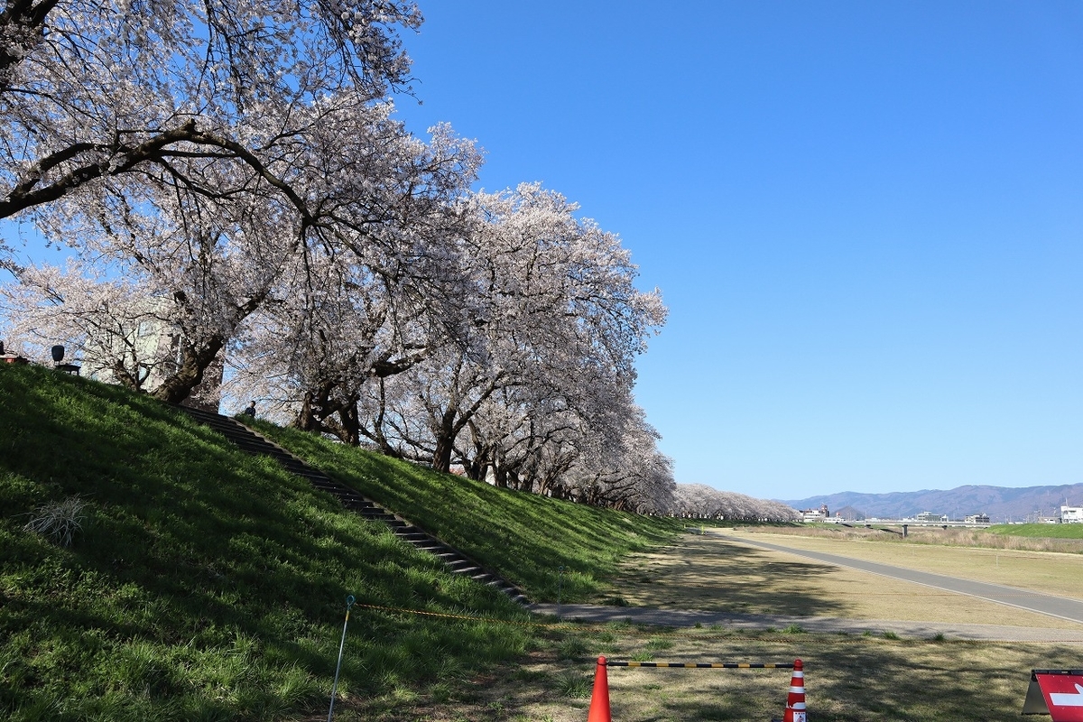 足羽川の桜並木