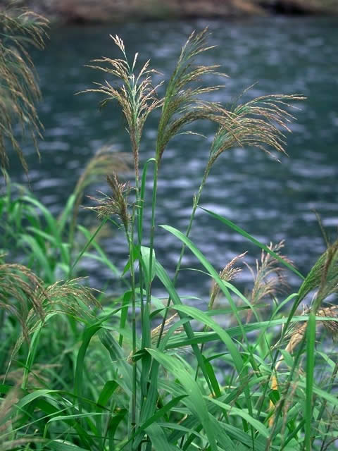 f:id:mohou-miyabe:20190719141713j:plain f:id:mohou-miyabe:20190719141713j:plain