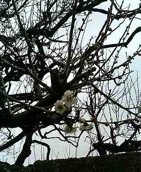 f:id:mohri:20060224182052j:image