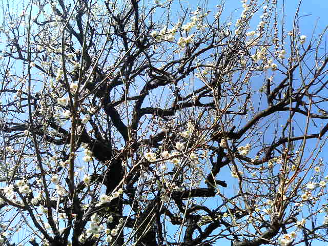 f:id:mohri:20060304124923j:image
