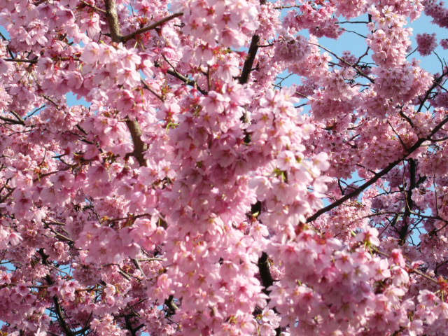 f:id:mohri:20060325145452j:image