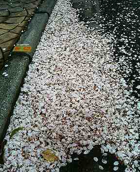 f:id:mohri:20060408152501j:image