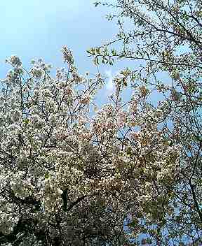 f:id:mohri:20060409140106j:image