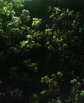 f:id:mohri:20060413023408j:image