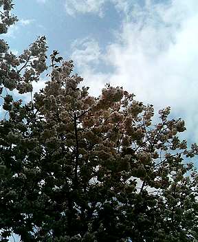f:id:mohri:20060420140119j:image