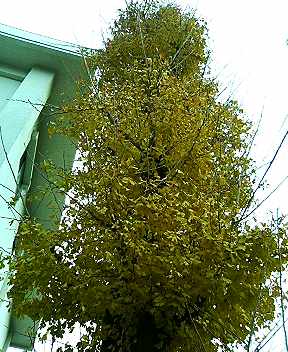 f:id:mohri:20061216141329j:image