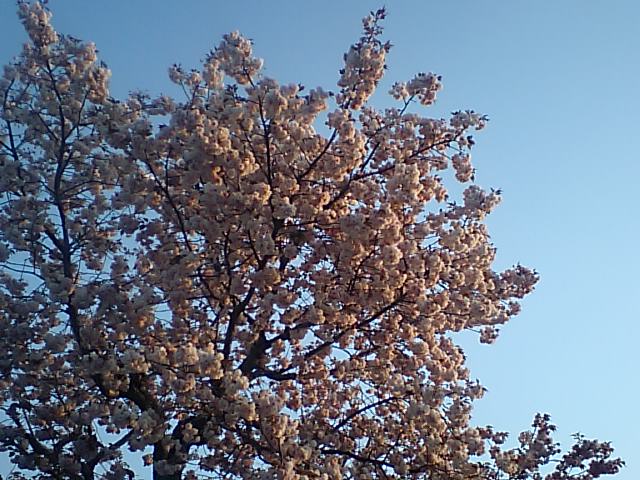 f:id:mohri:20070420054600j:image