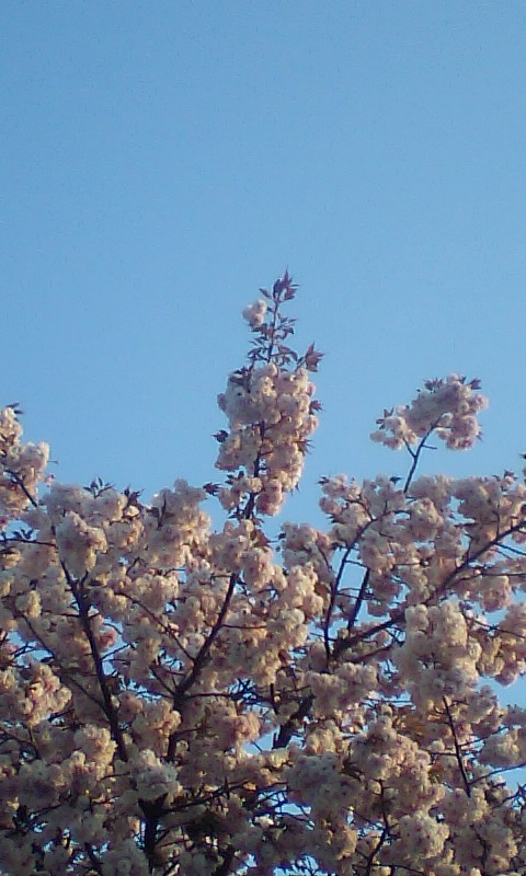 f:id:mohri:20070420054911j:image