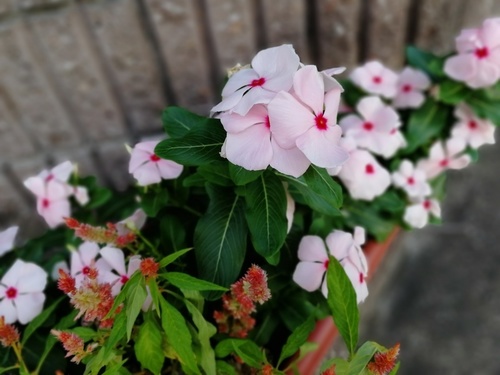 IMG_20180818_164845.jpg