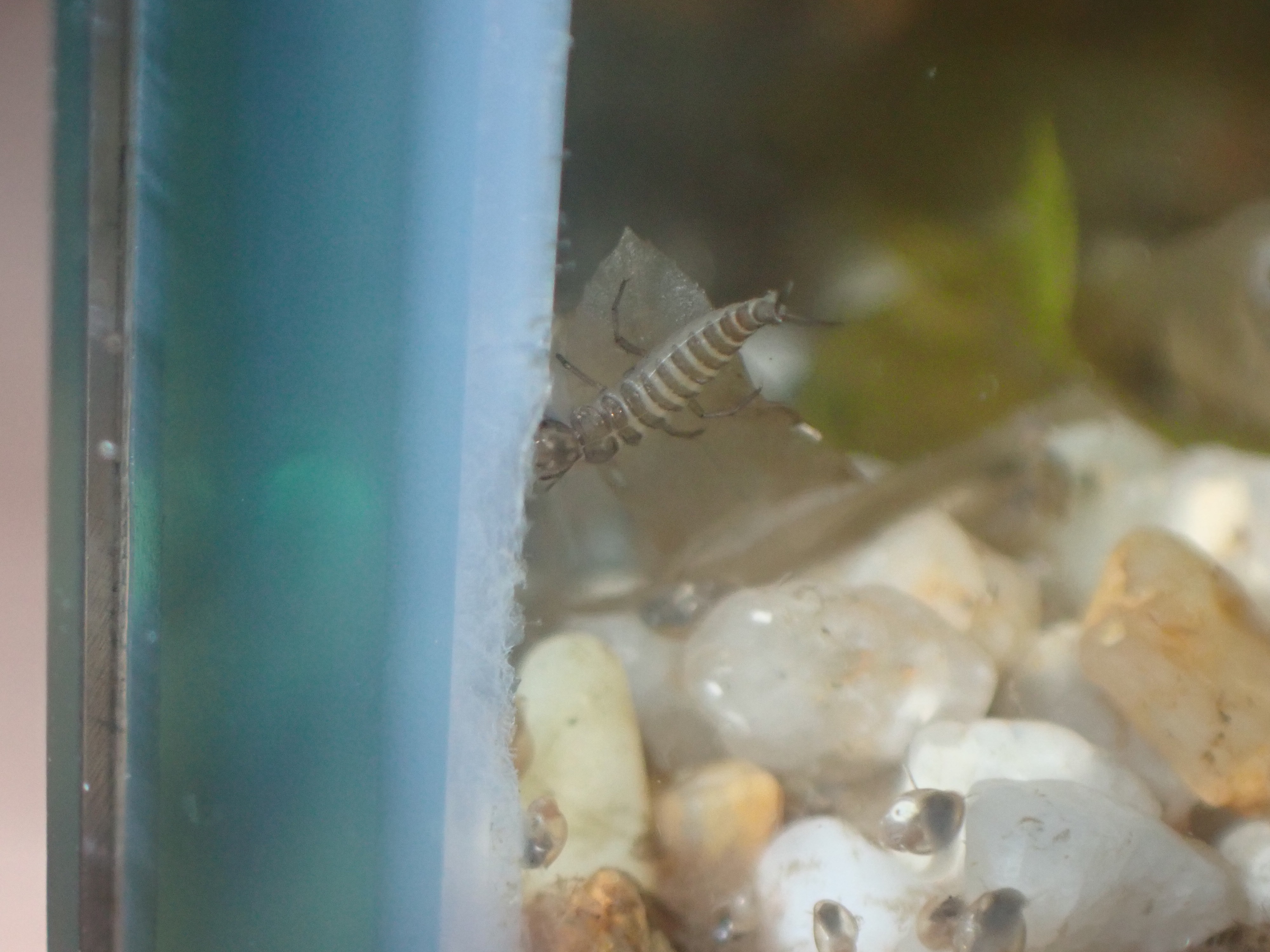 f:id:moi56nature:20211004221937j:image