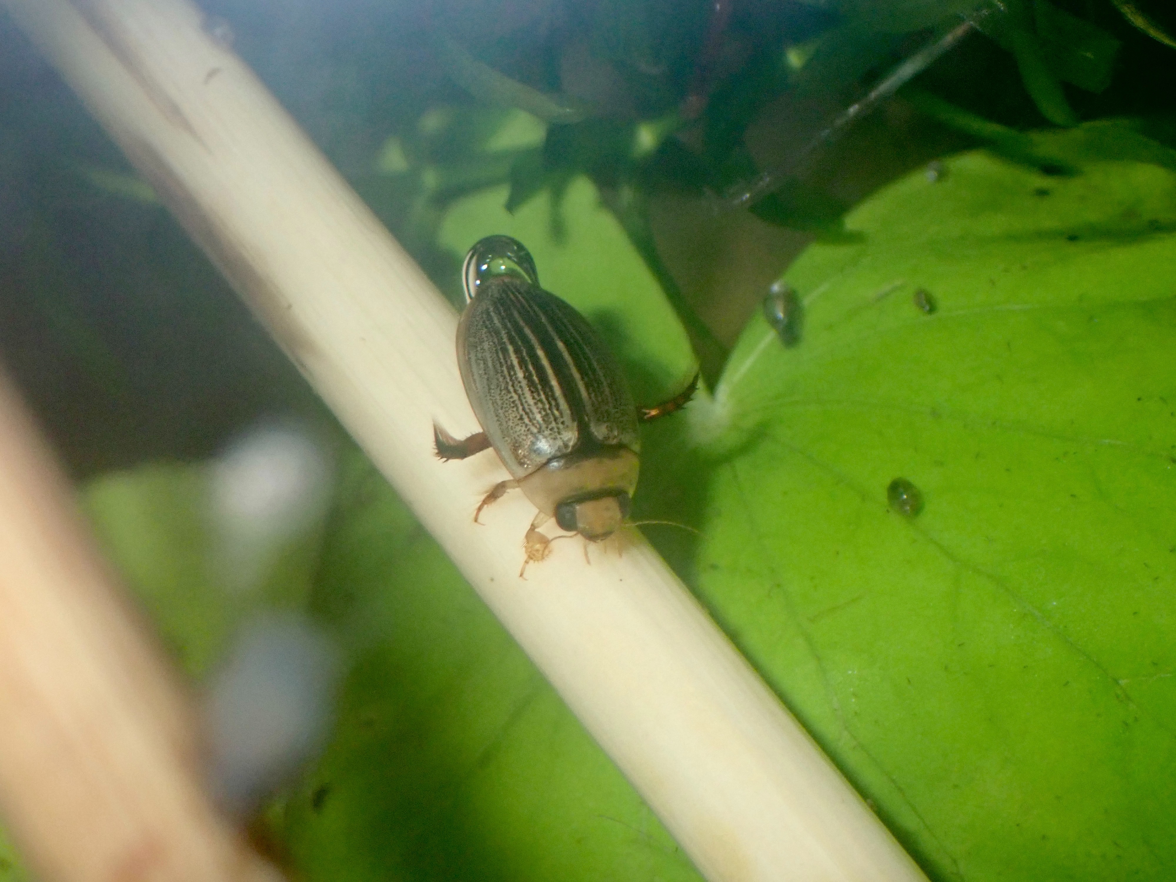 f:id:moi56nature:20211004222104j:image