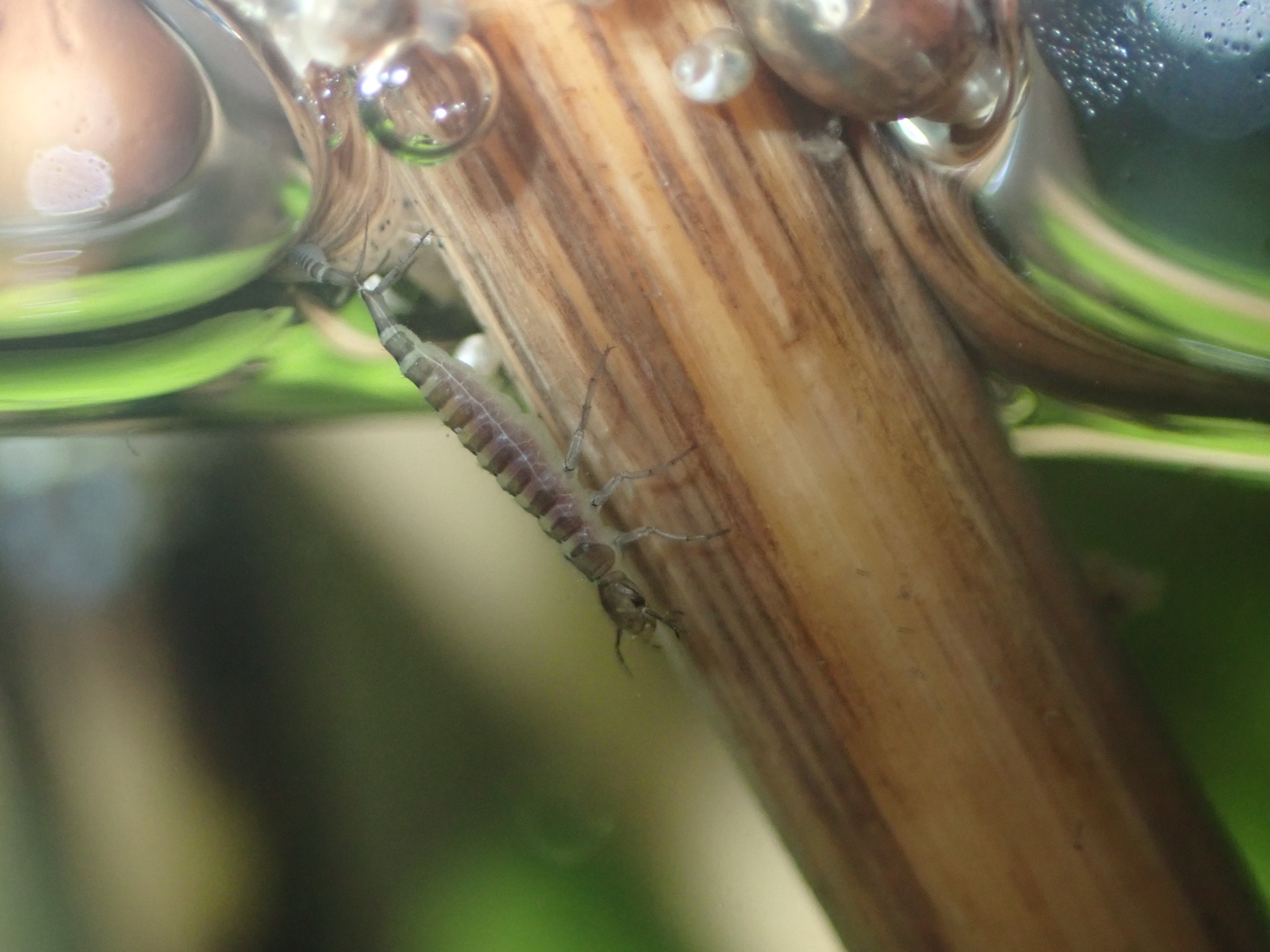 f:id:moi56nature:20211004222111j:image