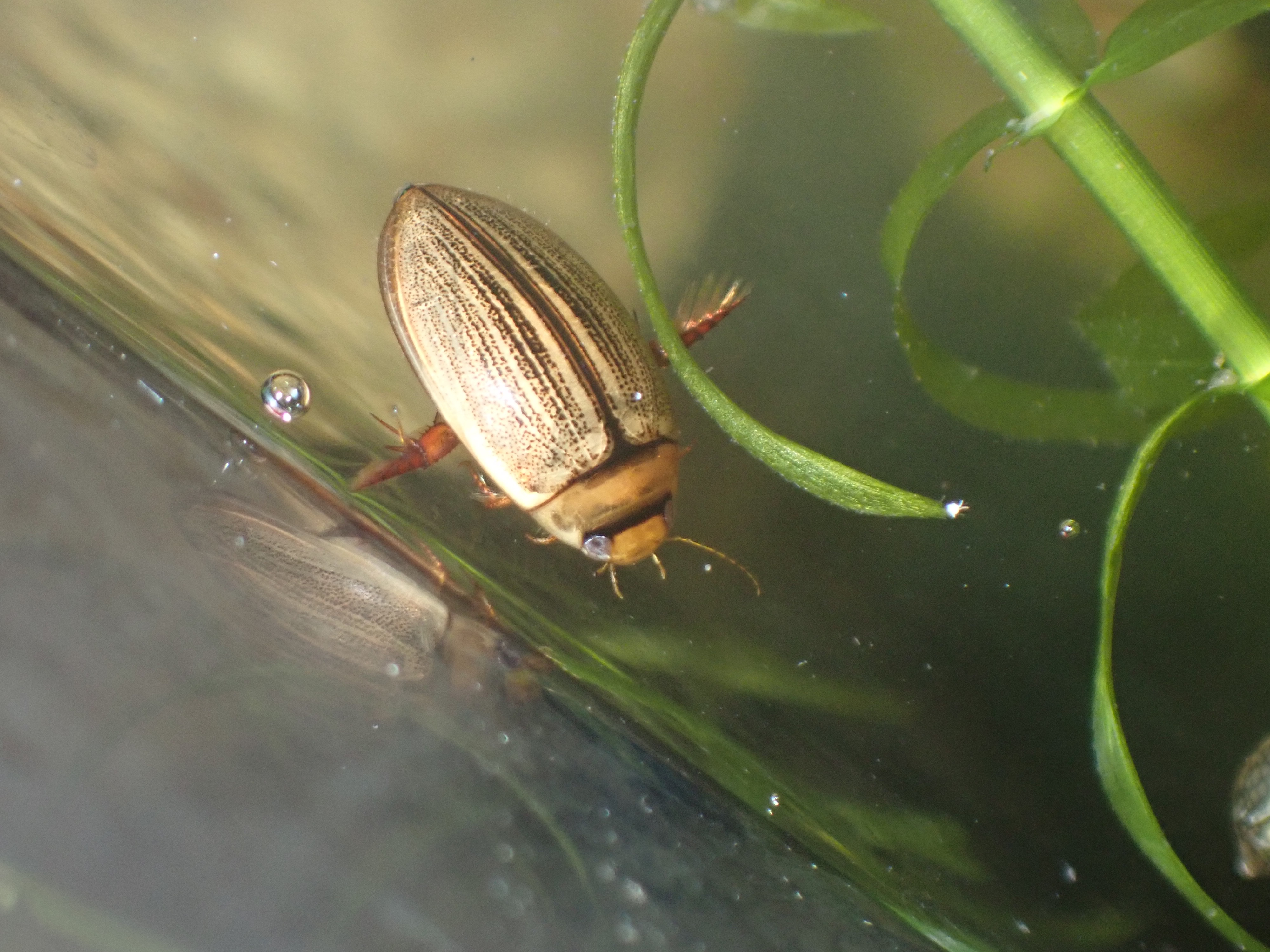 f:id:moi56nature:20211015215502j:image