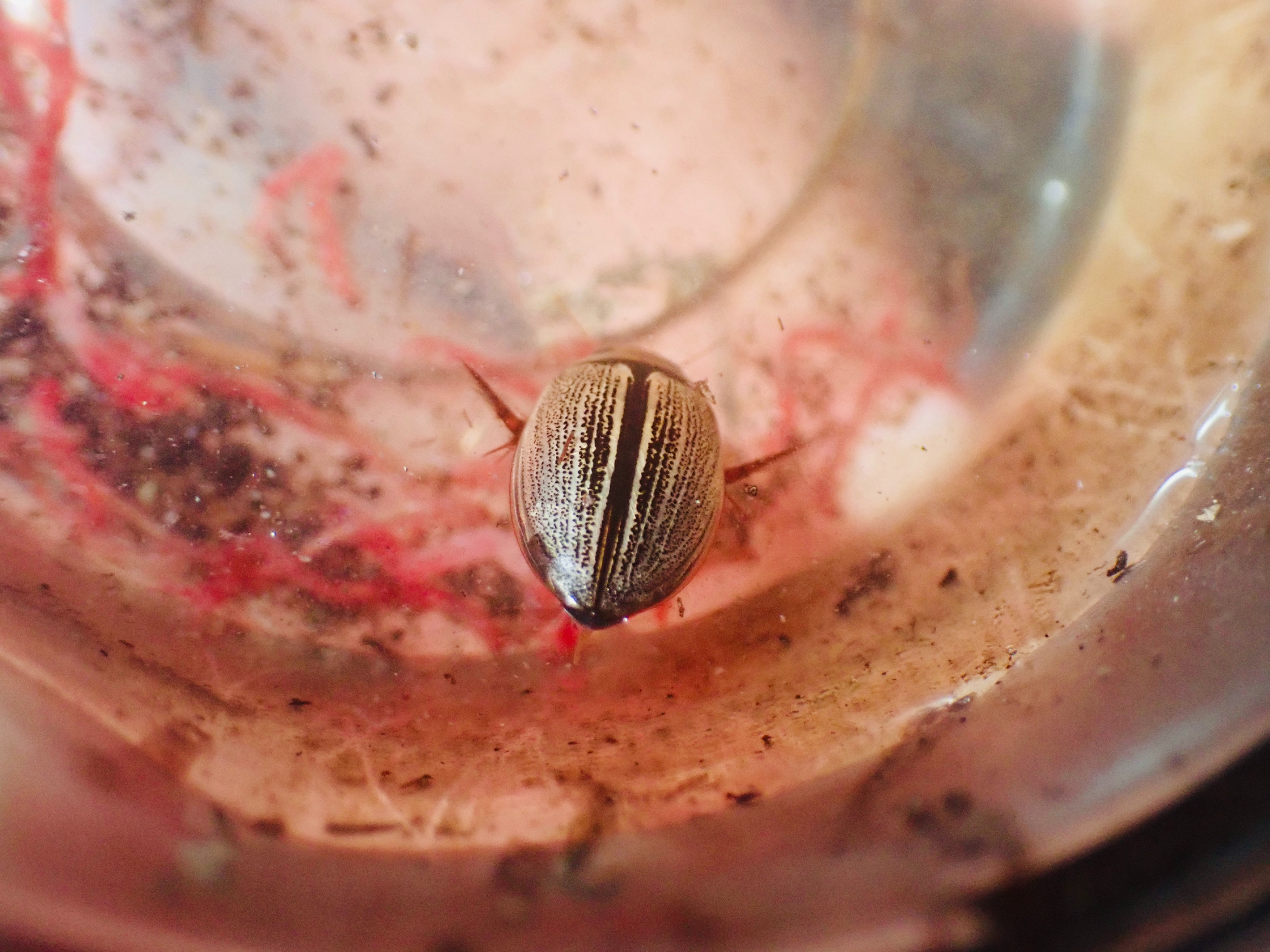 f:id:moi56nature:20211015215541j:image