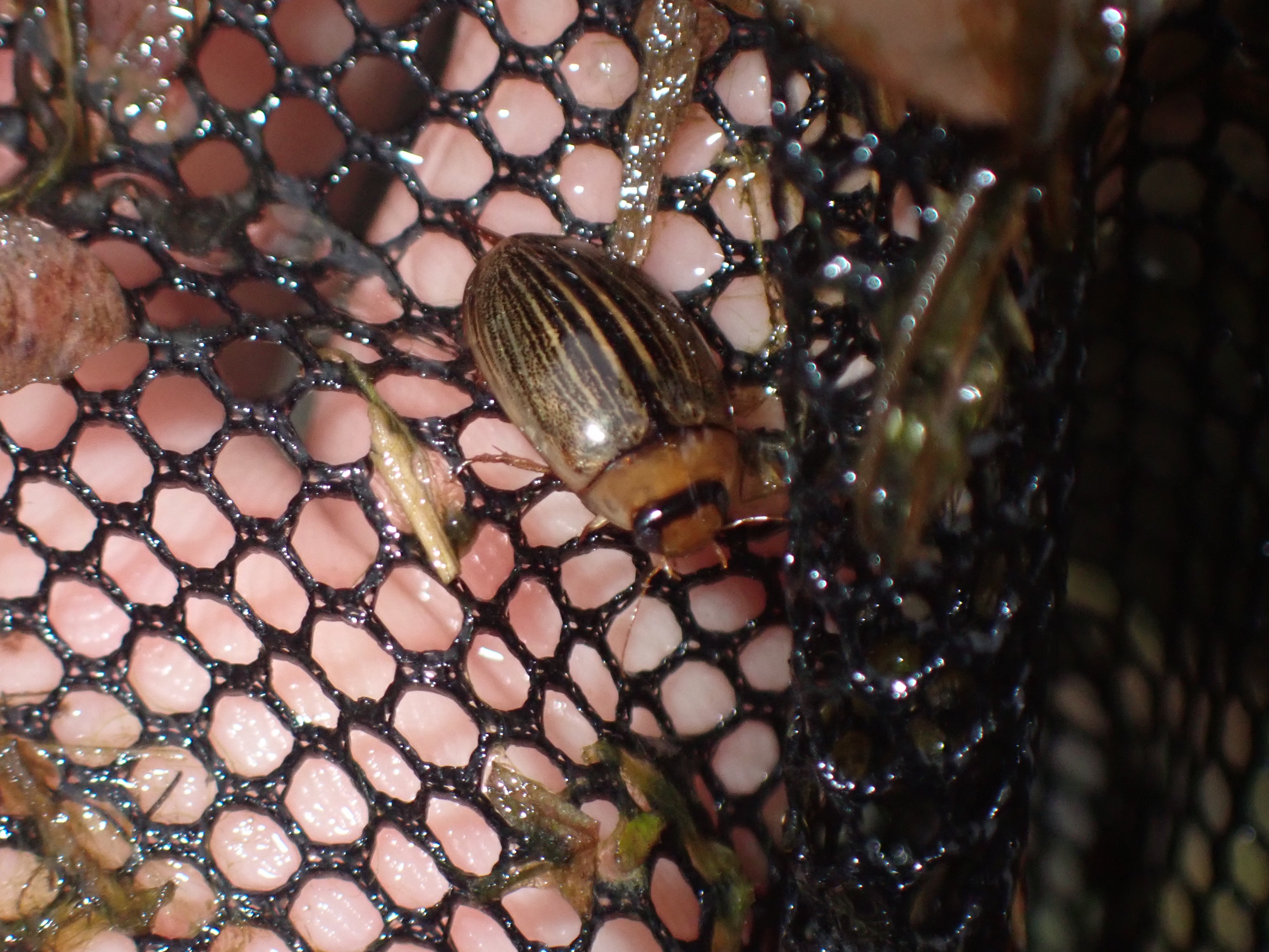 f:id:moi56nature:20211015215606j:image