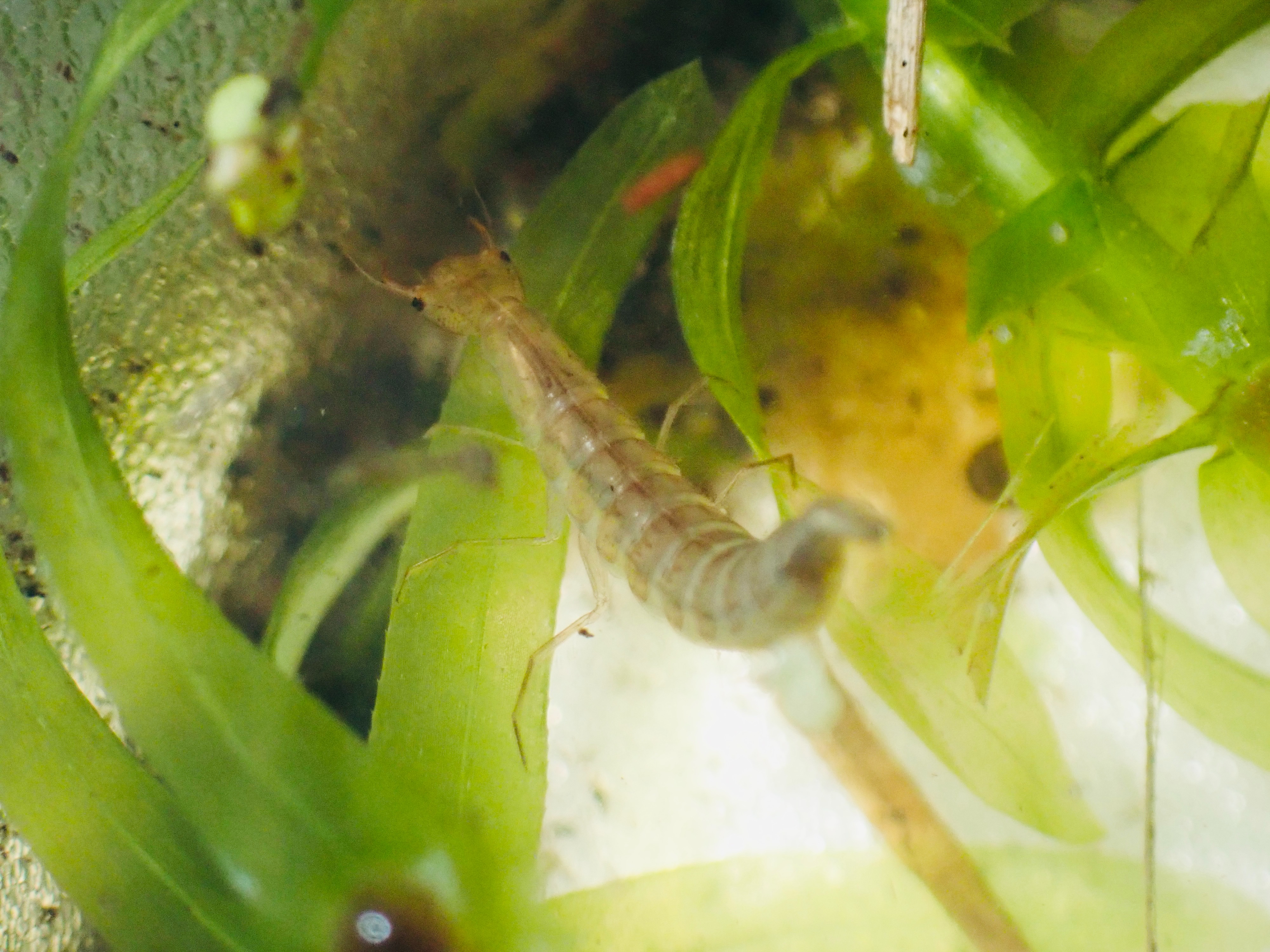 f:id:moi56nature:20211015215819j:image