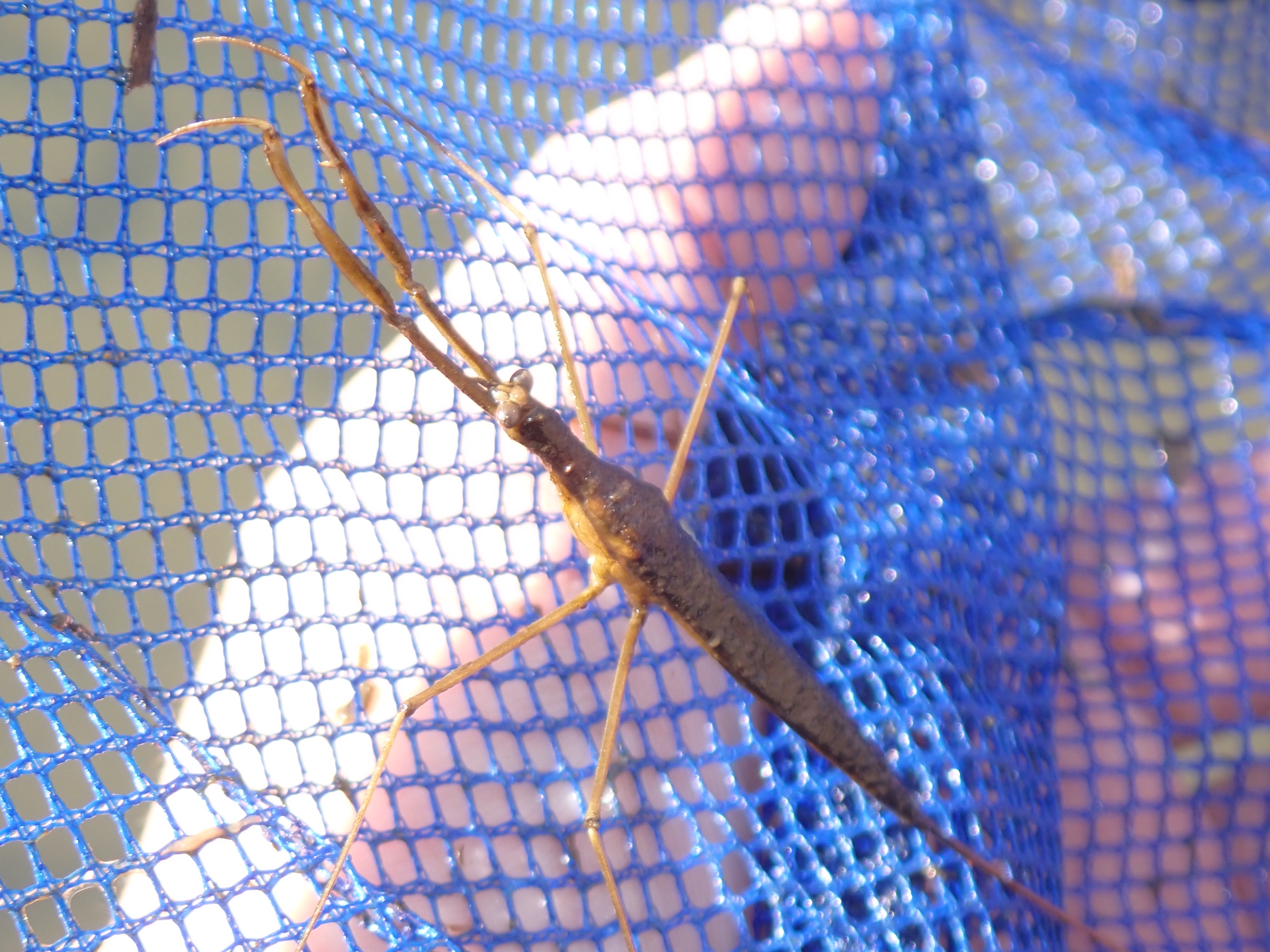 f:id:moi56nature:20220104212828j:image