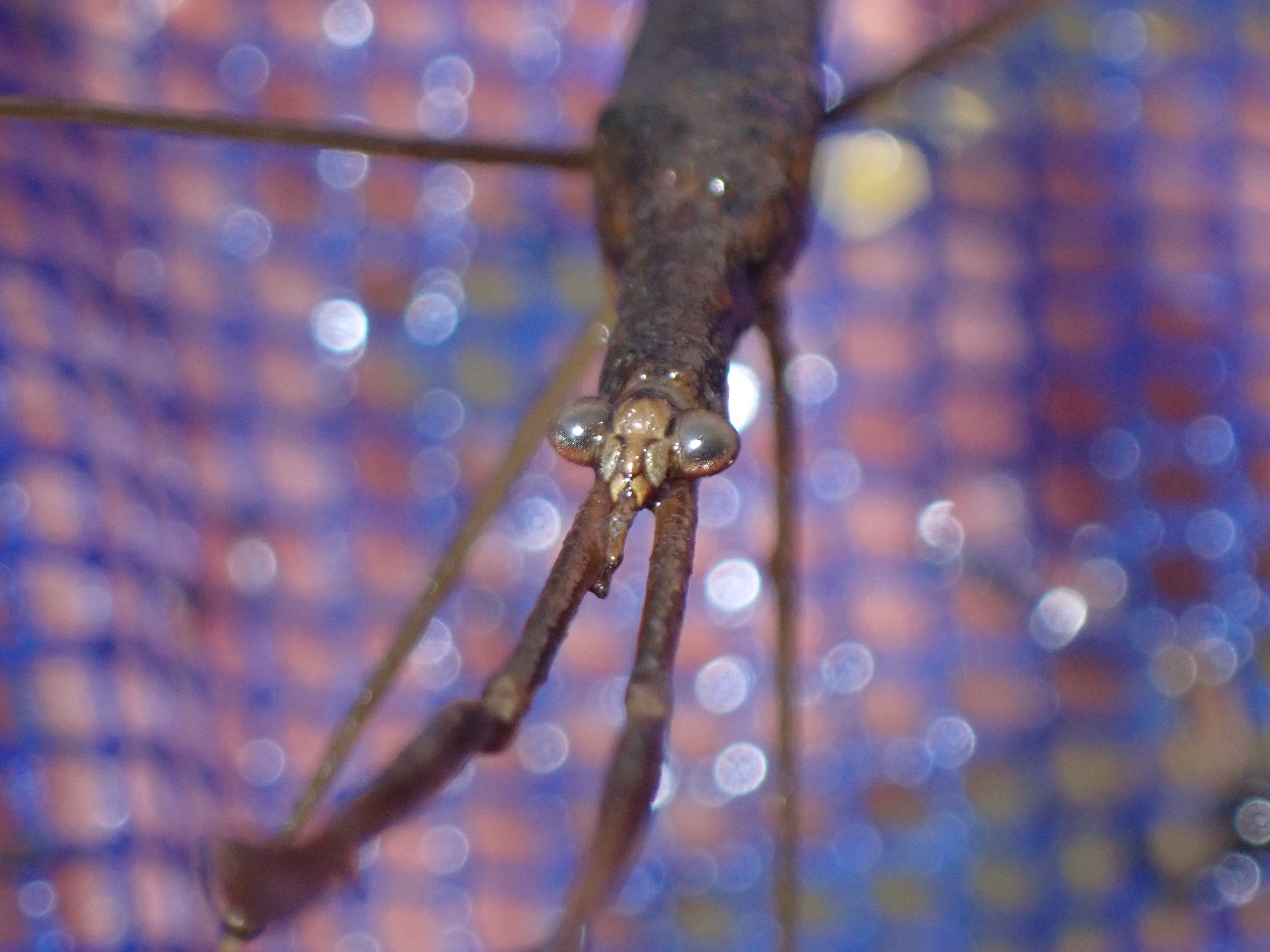 f:id:moi56nature:20220104212836j:image