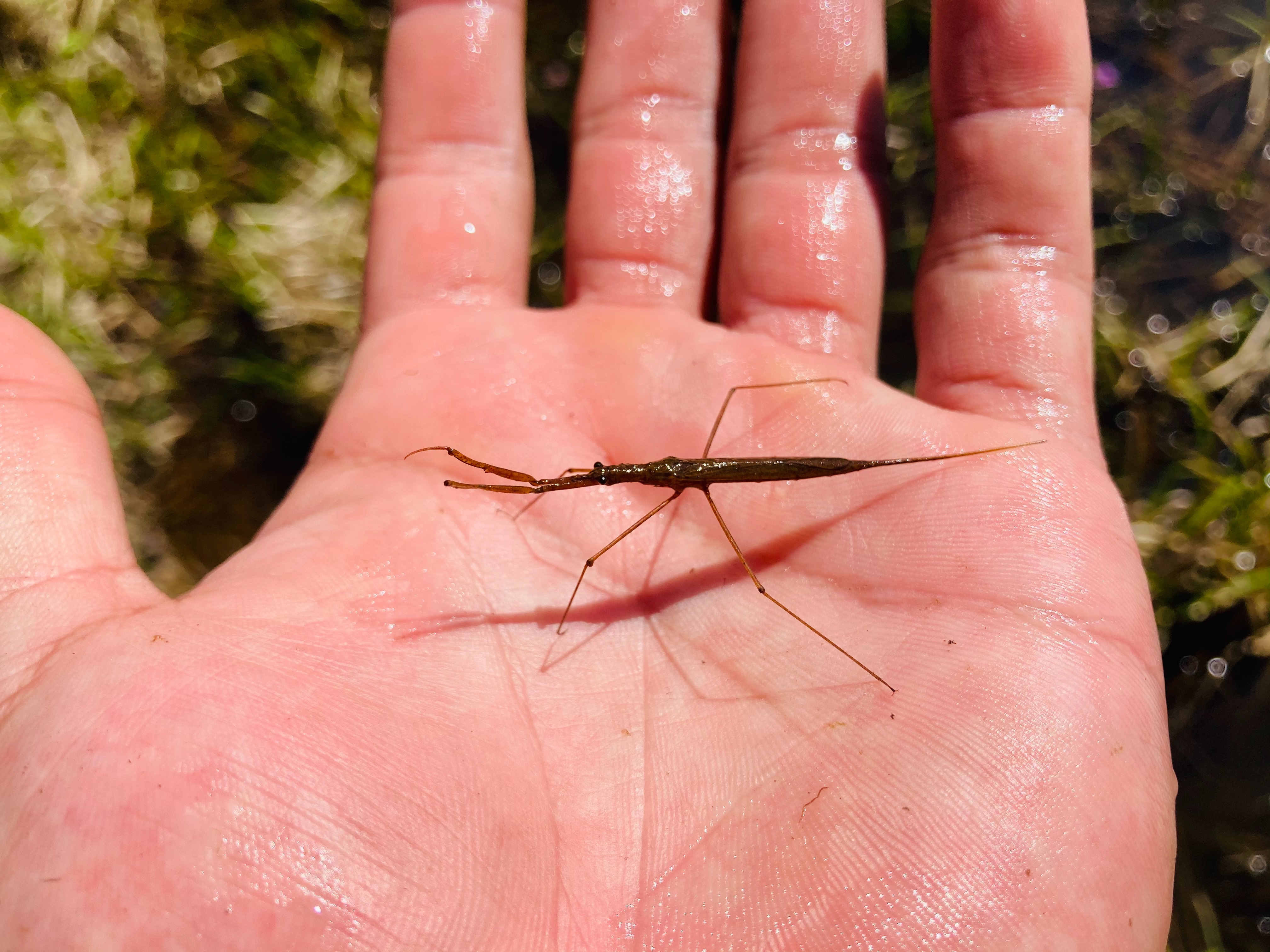 f:id:moi56nature:20220104213121j:image