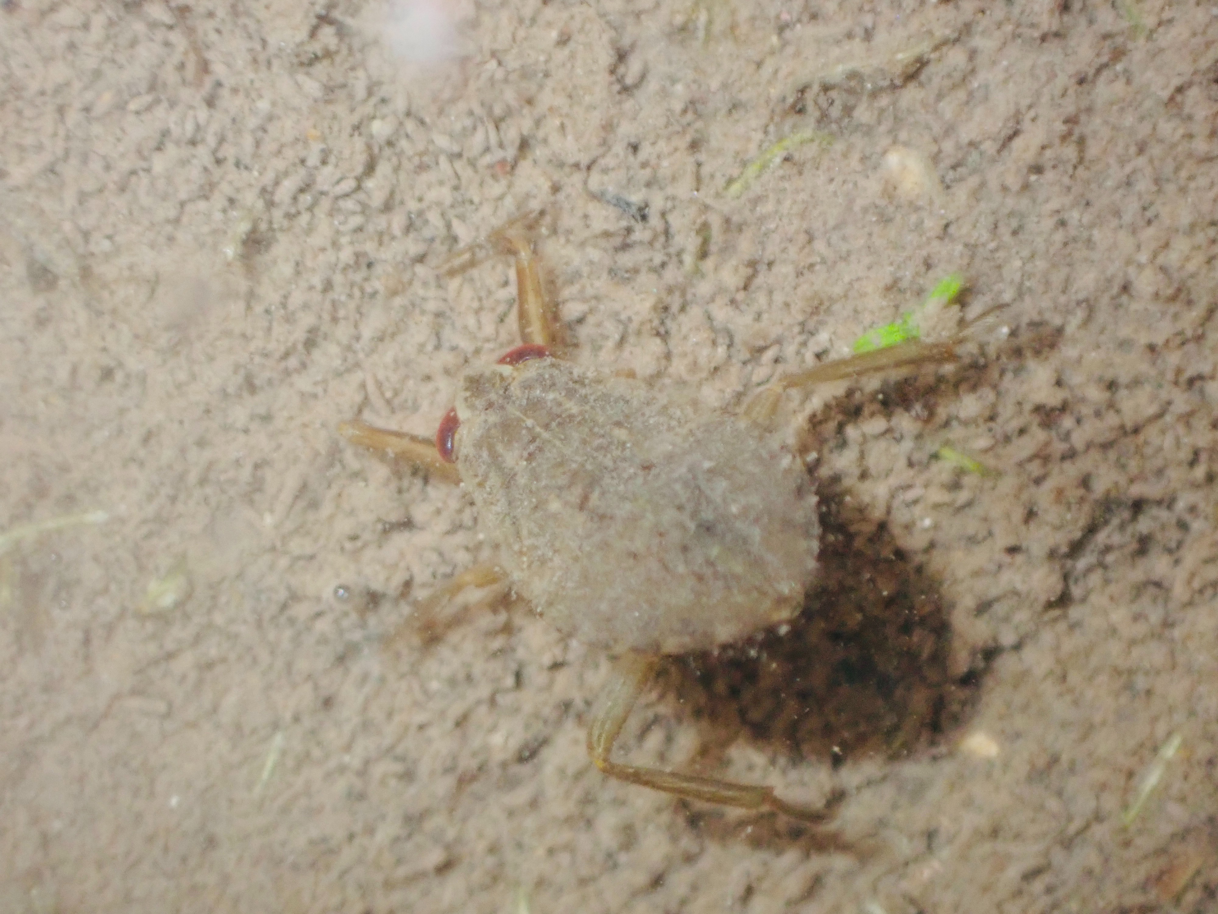 f:id:moi56nature:20220104214150j:image