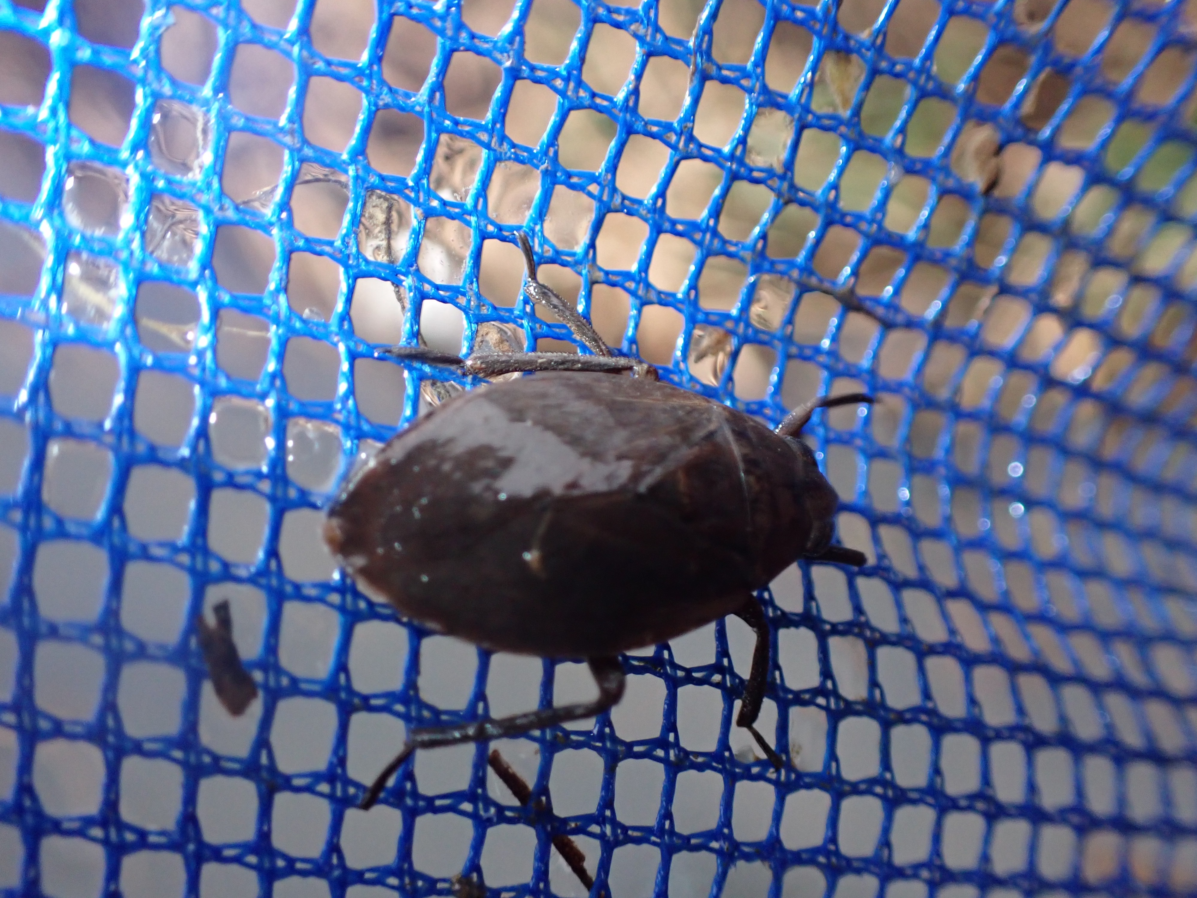 f:id:moi56nature:20220104214157j:image