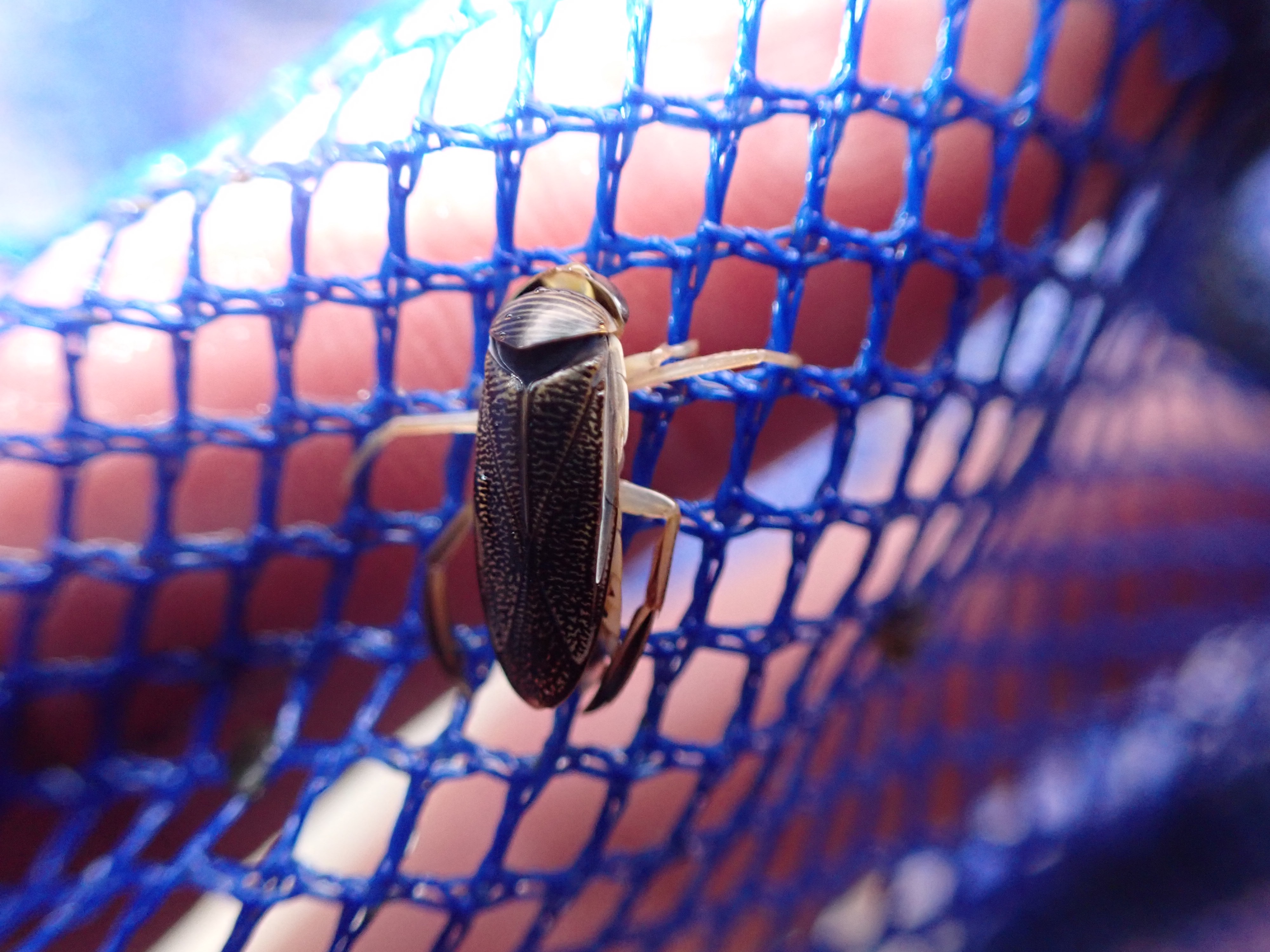 f:id:moi56nature:20220104214724j:image