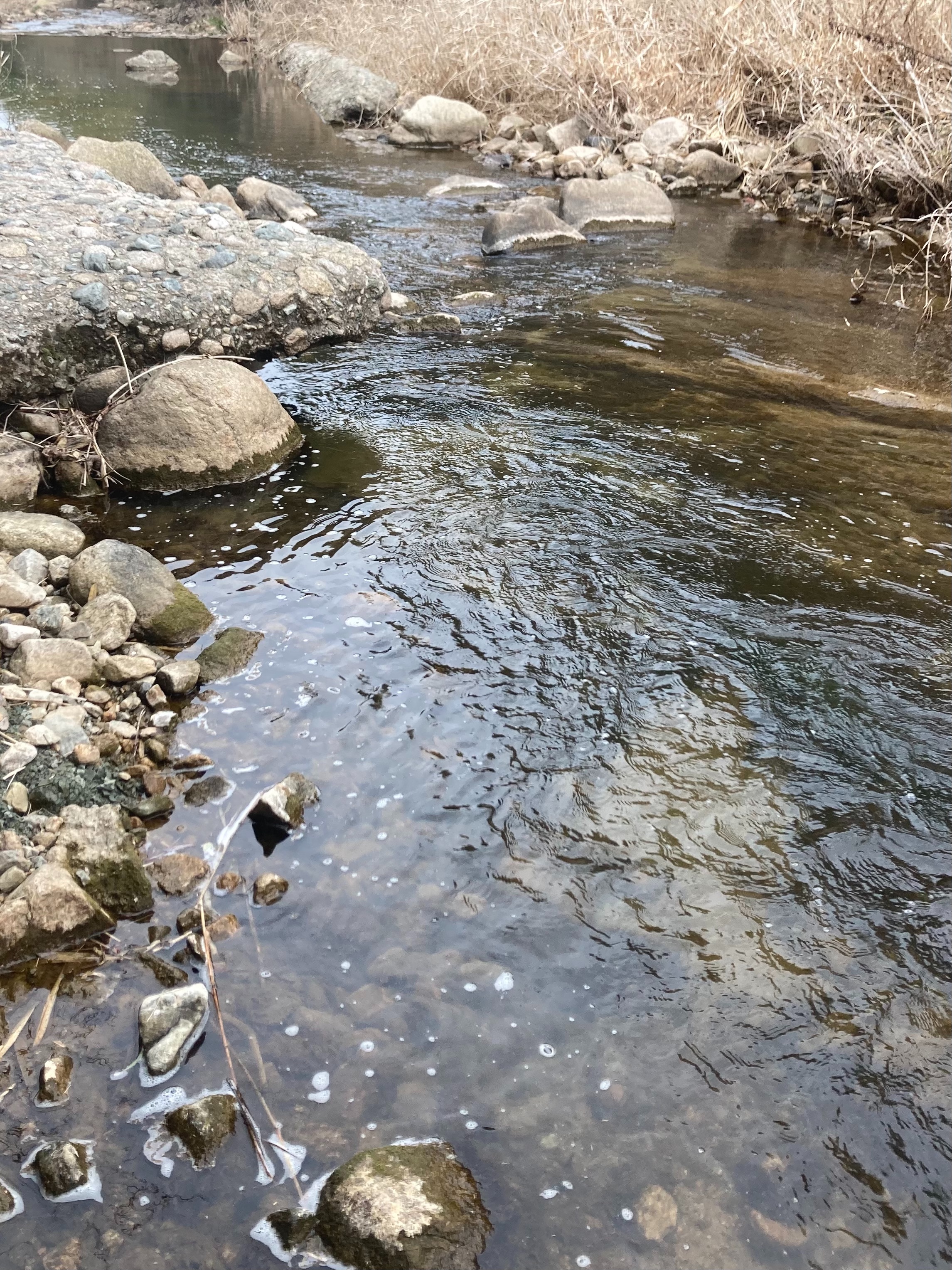 f:id:moi56nature:20220314212416j:image