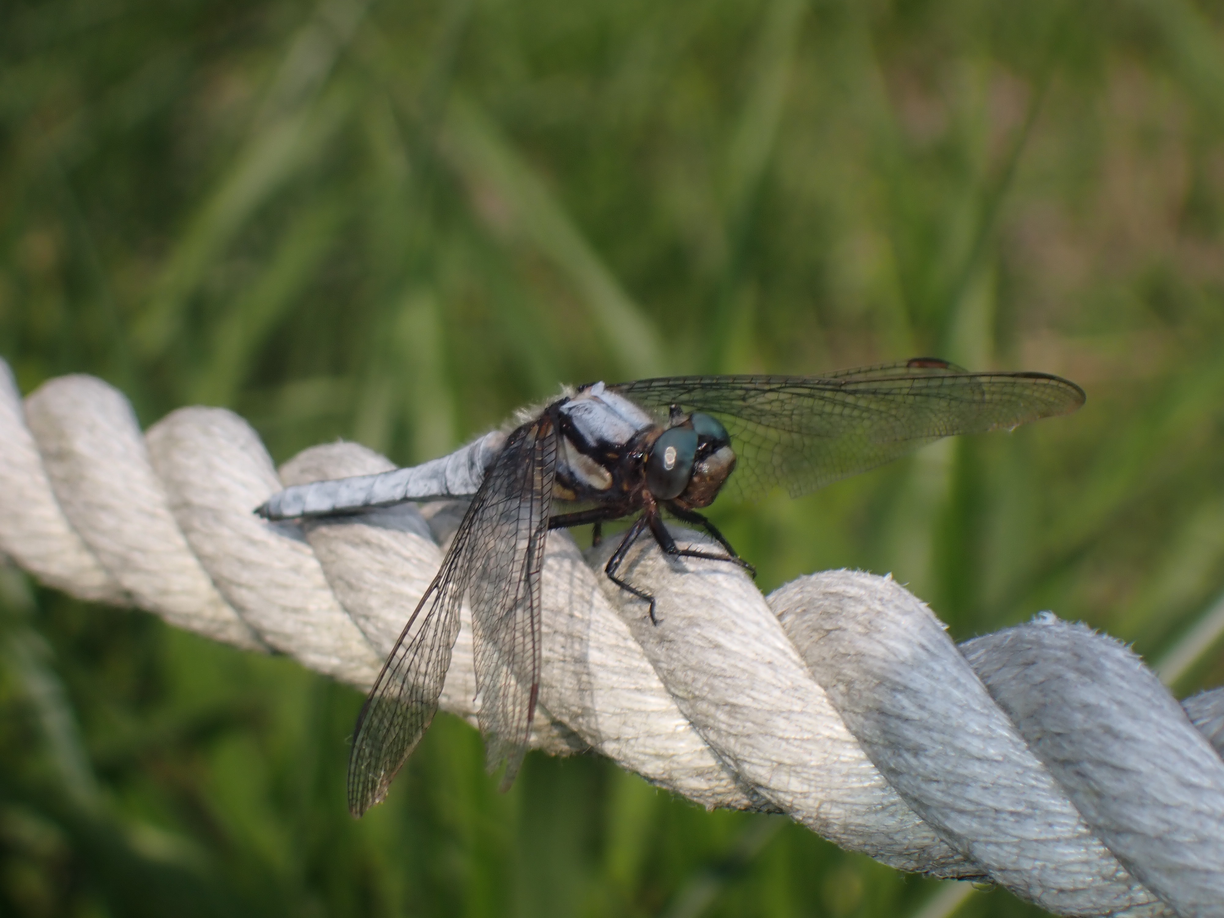 f:id:moi56nature:20220523212936j:image