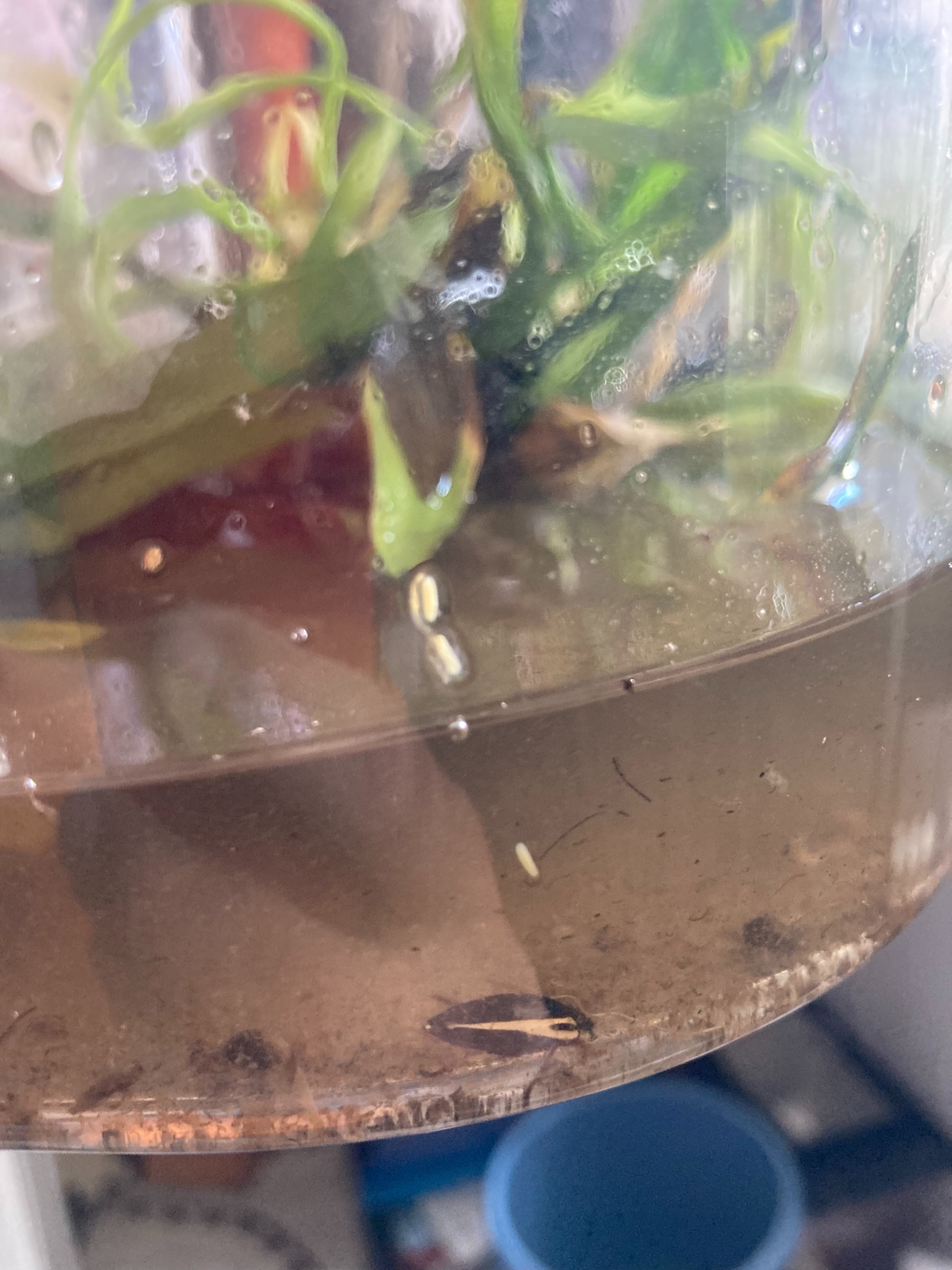 f:id:moi56nature:20220706215642j:image