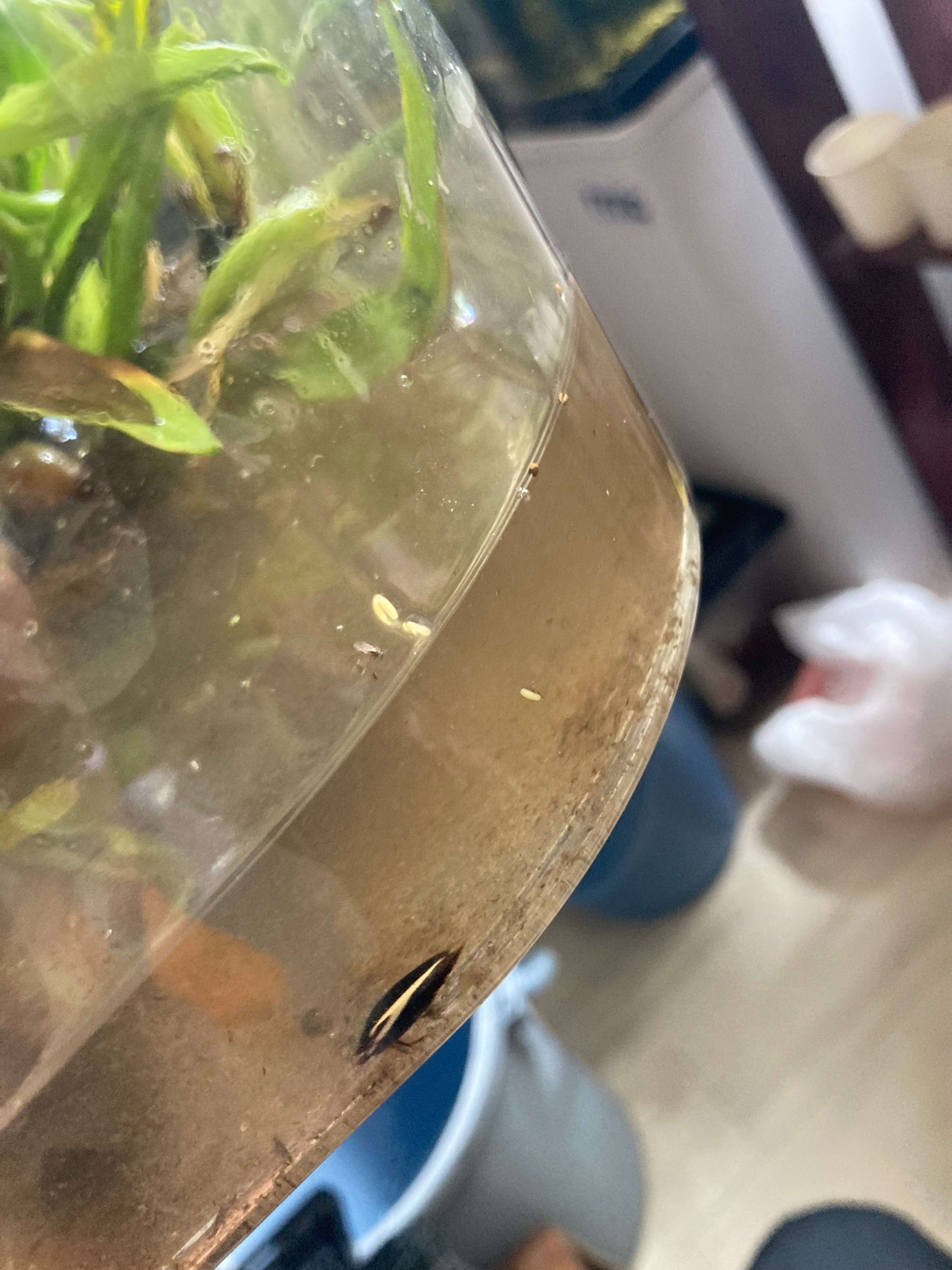 f:id:moi56nature:20220706215723j:image