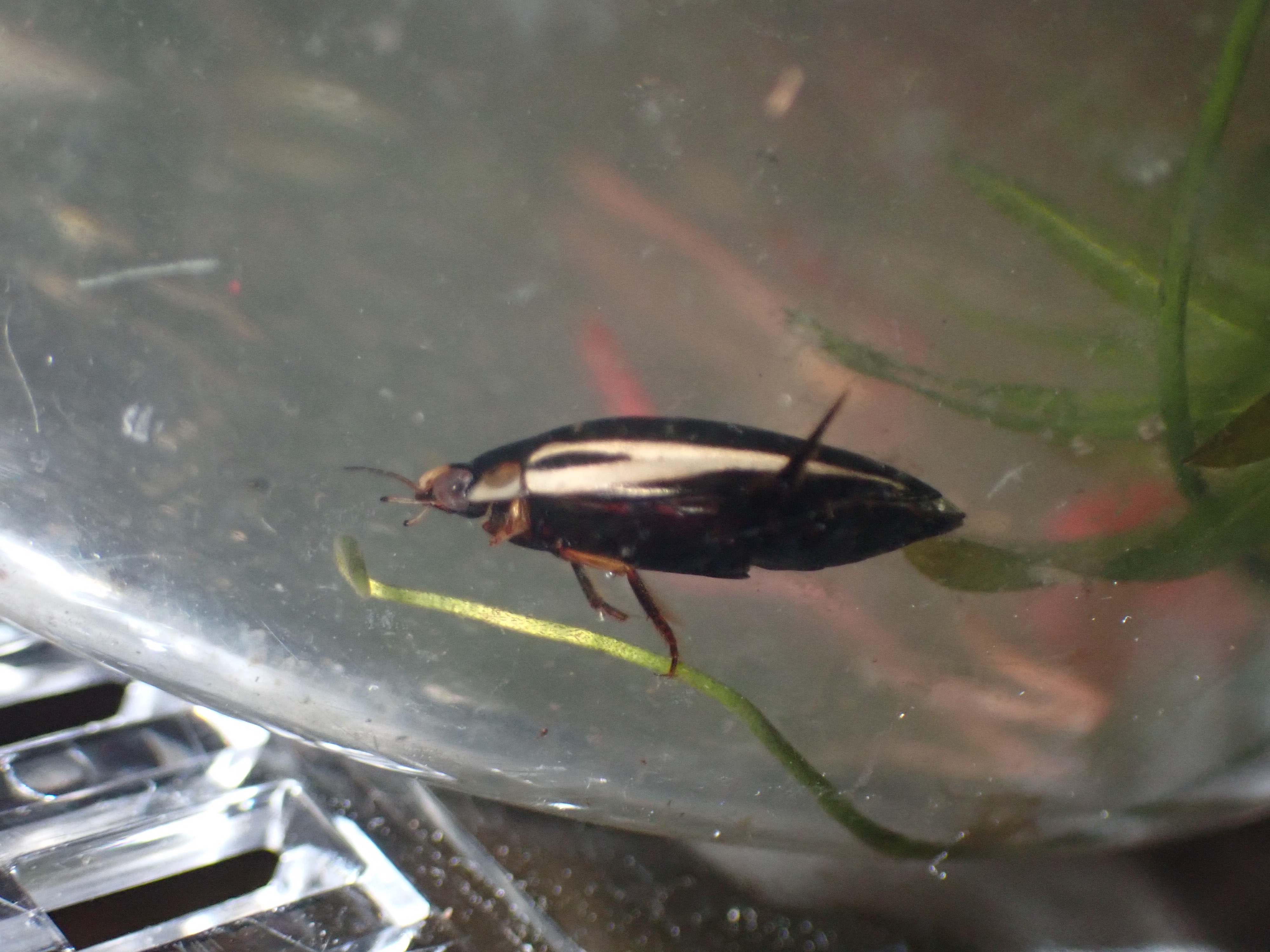 f:id:moi56nature:20220706220016j:image