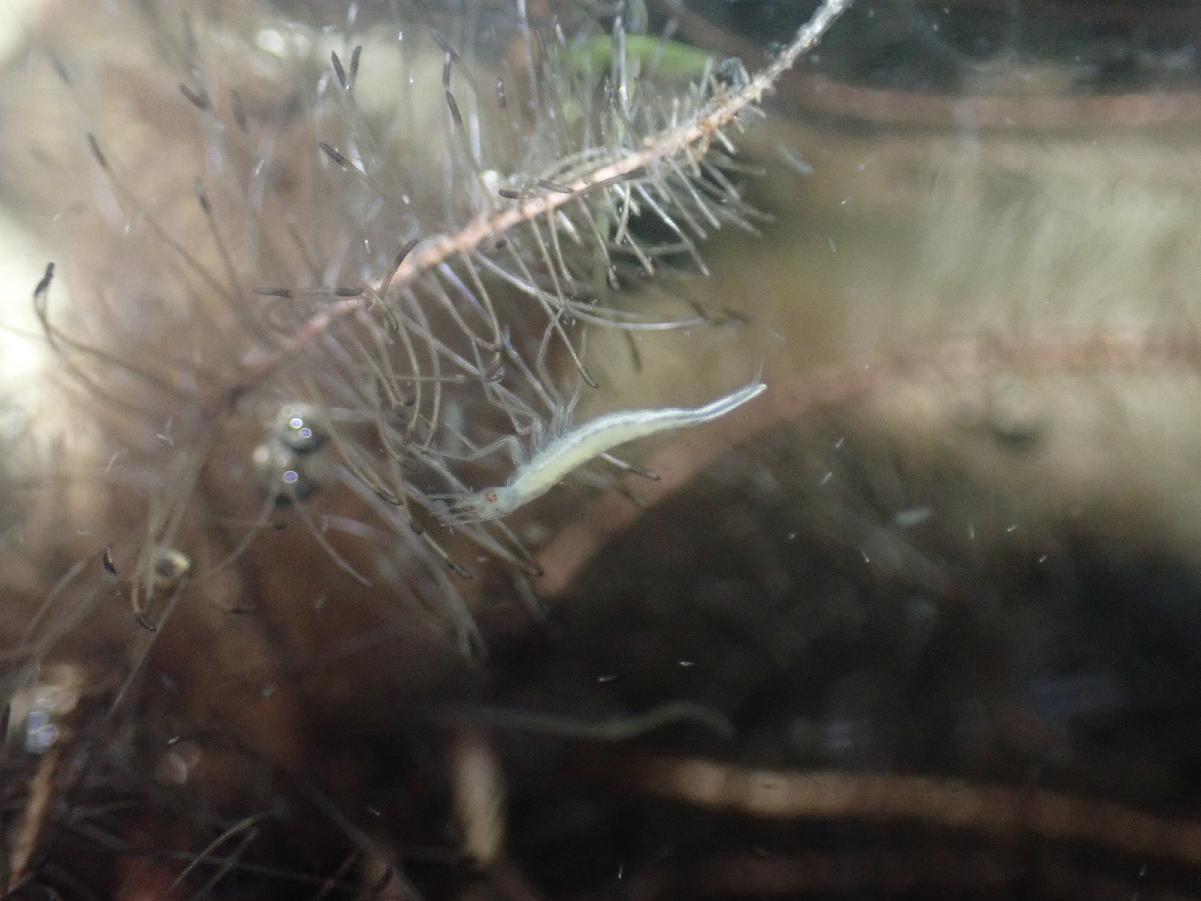f:id:moi56nature:20221103224618j:image