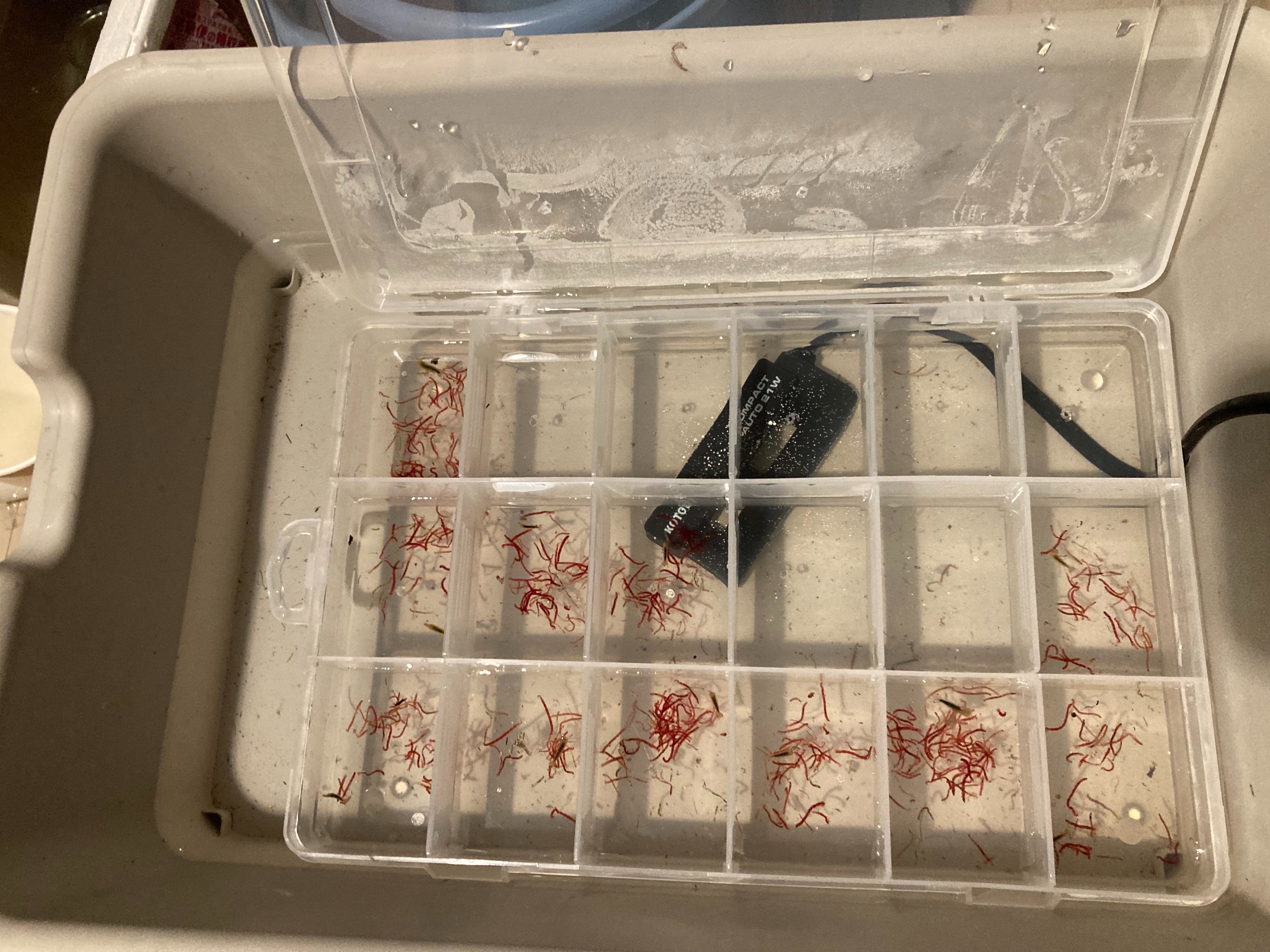 f:id:moi56nature:20221103225104j:image